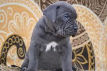 Cane Corso Puppies ready to go Pleas email me Image eClassifieds4u 3