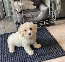 cavachon puppies available now please email me at (bmelisa132@gmail.com) Image eClassifieds4u 3