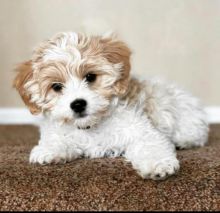 cavachon puppies available now please email me at (bmelisa132@gmail.com) Image eClassifieds4u 4