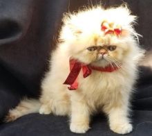 PERSIAN KITTENS AVAILABLE tOP QUALITY Image eClassifieds4u 3