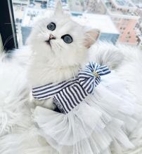PERSIAN KITTENS AVAILABLE tOP QUALITY Image eClassifieds4u 2
