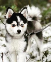 POMSKY PUPPIES CKC REGSITERED Image eClassifieds4u 1