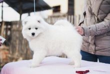 SAMOYED Puppies available Top quality Image eClassifieds4u 1