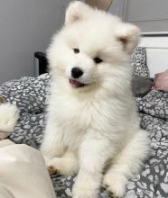 SAMOYED Puppies available Top quality Image eClassifieds4u 2
