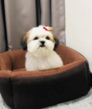 Shih Tzu puppies for lovely and adorable homes only email (lornadavies097@gmail.com) Image eClassifieds4u 2