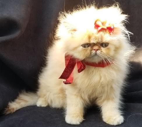 PERSIAN KITTENS AVAILABLE tOP QUALITY Image eClassifieds4u