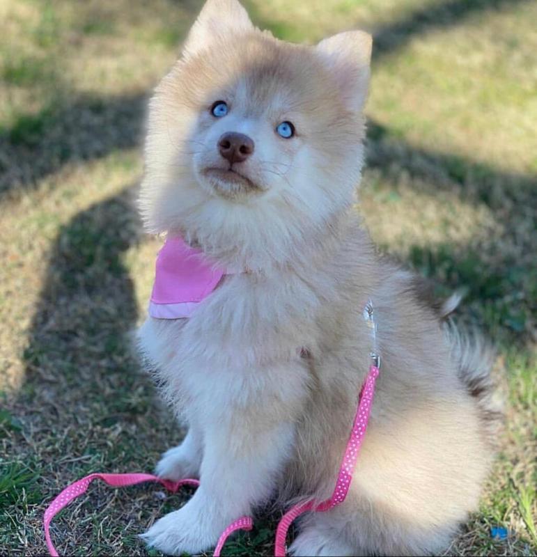 POMSKY PUPPIES CKC REGSITERED Image eClassifieds4u