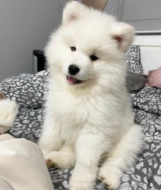 SAMOYED Puppies available Top quality Image eClassifieds4u