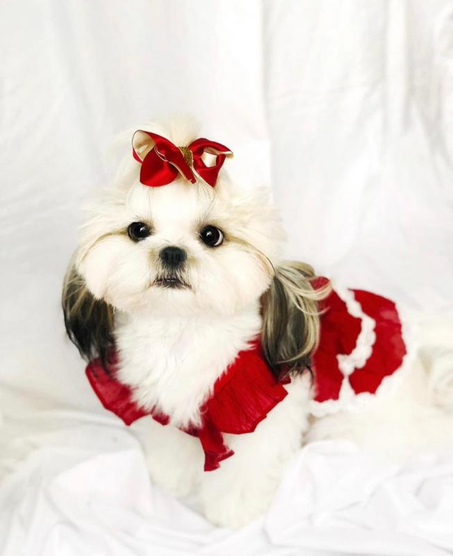 Shih Tzu puppies for lovely and adorable homes only email (lornadavies097@gmail.com) Image eClassifieds4u