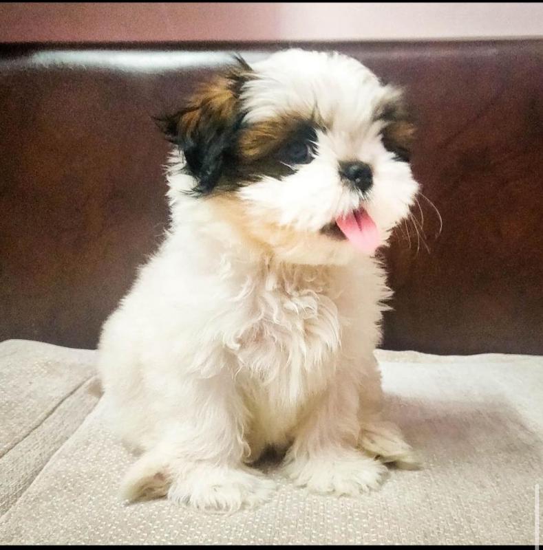 Shih Tzu puppies for lovely and adorable homes only email (lornadavies097@gmail.com) Image eClassifieds4u