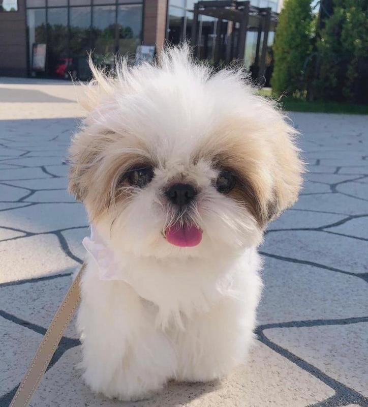 Shih Tzu puppies for lovely and adorable homes only email (lornadavies097@gmail.com) Image eClassifieds4u