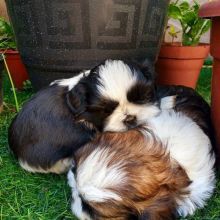Adorable shih-tzu puppies available for adoption. (ritakind97@gmail.com)