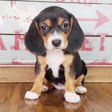 Beagle puppies for adoption(stancyvalma@gmail.com)