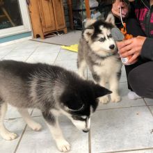 Beautiful husky puppies available for adoption. (fb801779@gmail.com)