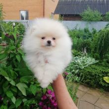 Beautiful pomeranian puppies available for adoption. (arielmeagan26@gmail.com)