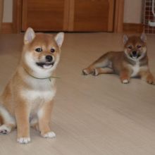 Cute and active shiba inu puppies for adoption. (dawnklee76@gmail.com)