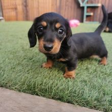 Dachshund puppies for adoption(smithpatience13@gmail.com)