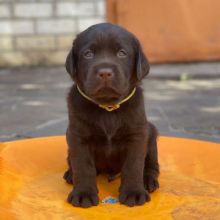 Labrador puppies ready for adoption(carolinasantos11234@gmail.com)