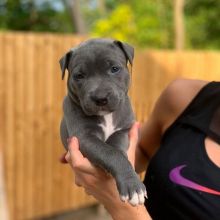 pitbull puppies for adoption(alishaken91@gmail.com)