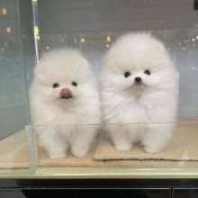 Pomeranian puppies for adoption(kenalisha416@gmail.com)