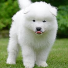 Samoyed puppies for adoption(emilyrose0081@gmail.com)
