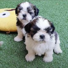shih tzu Puppies Available ready for adoption[jennifer57jones@gmail.com]
