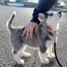 Siberian husky puppies for adoption(elizabethjames11321@gmail.com)