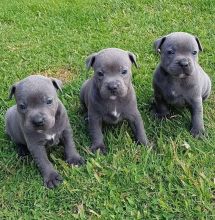 Staffy puppies for adoption (suzanmoore73@gmail.com)