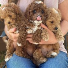 Stunning cavapoo puppies available for adoption. (jb2017503@gmail.com)