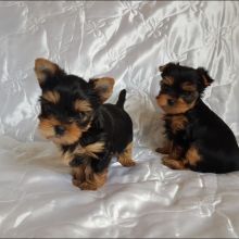 Yorkie puppies for adoption(smithmarieann99@gmail.com)