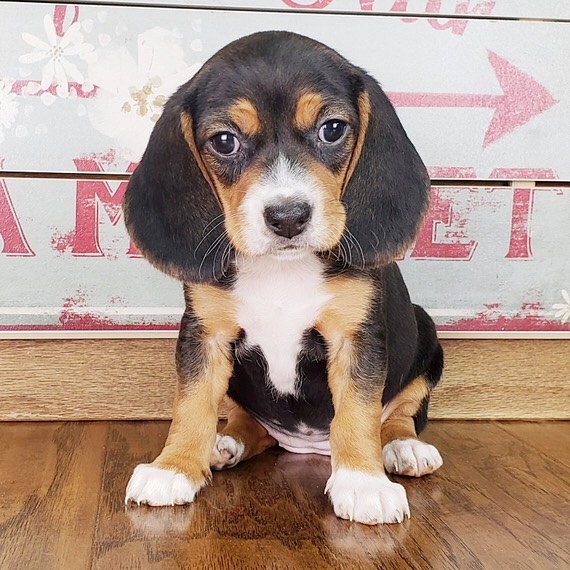 Beagle puppies for adoption(stancyvalma@gmail.com) Image eClassifieds4u