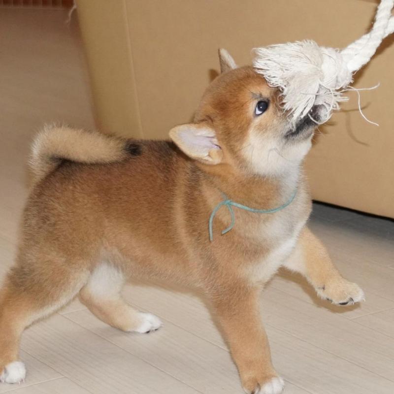 Cute and active shiba inu puppies for adoption.(dawnklee76@gmail.com) Image eClassifieds4u