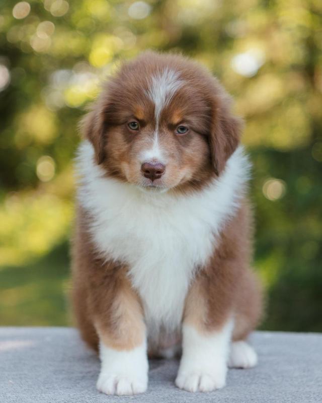 Cute and adorable Australian shepherd puppies available for adoption. (lesliekind9@gmail.com) Image eClassifieds4u