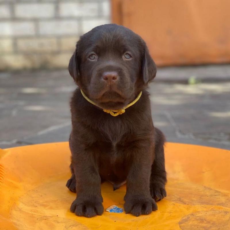 Labrador puppies ready for adoption(carolinasantos11234@gmail.com) Image eClassifieds4u