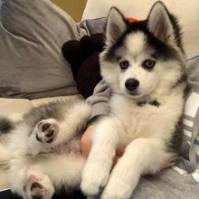 Adorable POMSKY puppies for adoption. (danconimannche@gmail.com) Image eClassifieds4u 1