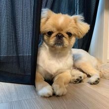 PEKINGESE puppies available for adoption. (egansella@gmail.com) Image eClassifieds4u 1