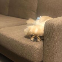 PEKINGESE puppies available for adoption. (egansella@gmail.com) Image eClassifieds4u 2