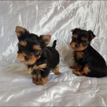 Yorkie puppies for adoption(smithmarieann99@gmail.com) Image eClassifieds4U