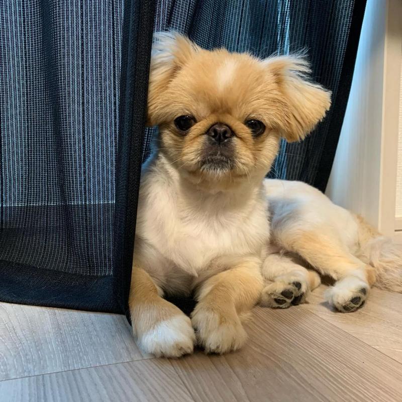 PEKINGESE puppies available for adoption. (egansella@gmail.com) Image eClassifieds4u