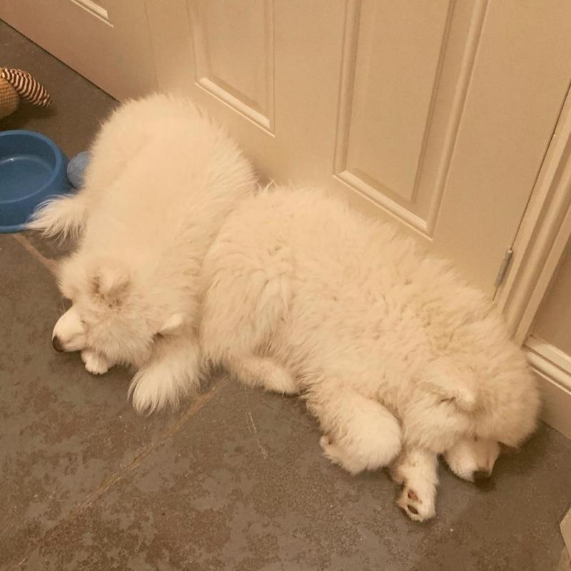 Samoyed puppies for adoption. (peterbrooks594@gmail.com) Image eClassifieds4u