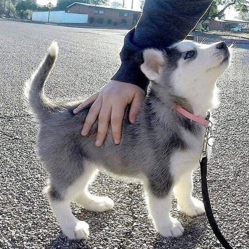 Siberian husky puppies for adoption(elizabethjames11321@gmail.com) Image eClassifieds4u