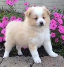 C.K.C MALE AND FEMALE POMERANIAN PUPPIES AVAILABLE