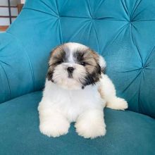 Shih Tzu puppies for adoption [jennifer57jones@gmail.com]