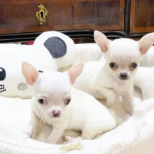 Chihuahua puppies for adoption [gracecatlin6@gmail.com ]