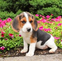 C.K.C MALE AND FEMALE BEAGLE PUPPIES AVAILABLE