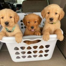 Golden Retriever puppies for adoption(stellajames1243@gmail.com)