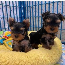 Yorkie puppies for adoption (smithmarieann99@gmail.com) Image eClassifieds4U