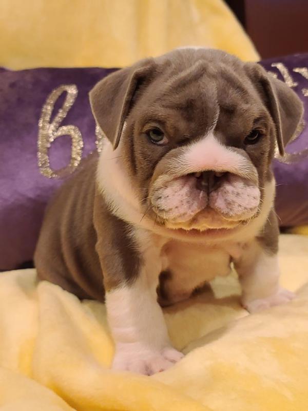 ❤️2 English Bulldog puppies available❤️*tellopsilvia@gmail.com* Image eClassifieds4u