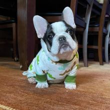 Adorable French Bulldog Puppies