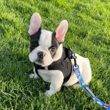 Adorable Mini French Bulldog Puppies